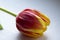 Beautiful tulip flower blooming Nature as it best. Colourful flowers on a bright background.