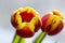 Beautiful tulip flower blooming Nature as it best. Colourful isolated flowers on a bright background.