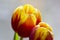 Beautiful tulip flower blooming Nature as it best. Colourful isolated flowers on a bright background.