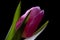 Beautiful tulip flower spring bouquet. freshness background