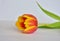 Beautiful tulip flower  on whitel background