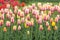 Beautiful tulip flowers at Eden in Indira Gandhi Memorial Tulip Garden Srinagar is Asiaâ€™s largest such garden at Srinagar, Jammu