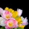 Beautiful tulip flowers isolated on black background