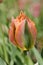 Beautiful tulip Green River