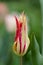 Beautiful tulip lily Marilyn