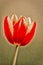 Beautiful tulip made in Holland