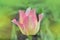 Beautiful tulip Marjolettii