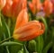 Beautiful Tulip Orange Emperor, brilliant carrot-orange with darker interior dotted with pale, buttercup-yellow base and black ant