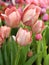 Beautiful tulip Salmon Van Eijk, salmon-pink shaded deeper pink, in spring