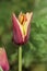 Beautiful tulip with stripe  Gavota