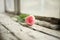 Beautiful tulip on the windowsill