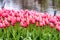 Beautiful tulips background in Keukenhof gardens, Netherlands