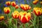 Beautiful tulips closeup