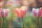 Beautiful tulips flowers textured background