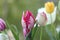 Beautiful tulips in the garden. Colorful tulips - close up