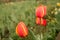 Beautiful tulips grow in the garden in spring