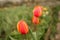 Beautiful tulips grow in the garden in spring