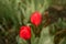 Beautiful tulips grow in the garden in spring