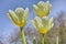 Beautiful tulips growing in a botanical garden in early springtime. Scenic view of flowering plants beginning to blossom