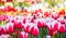 Beautiful tulips at Keukenhof garden, Natherlands