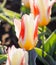 Beautiful tulips at Keukenhof garden, Natherlands