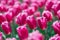 The beautiful tulips of Kunming
