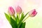 Beautiful tulips over bright spring background