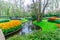 Beautiful tulips in the springtime, Keukenhof , Holland