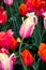 Beautiful tulips during tulip festival