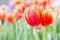 Beautiful tulips in tulip field with green leaf background at winter or spring day.