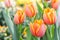 Beautiful tulips in tulip field with green leaf background at winter or spring day. broken tulip