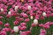 beautiful tulips at zhongshan park of Beijing