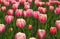 beautiful tulips at zhongshan park of Beijing