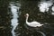Beautiful tundra swan in the lake