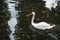 Beautiful tundra swan in the lake