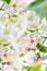 Beautiful tung flower background pattern,  white tung flower blooms in springï¼ˆtung tree flower