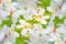 Beautiful tung flower background pattern,  white tung flower blooms in springï¼ˆtung tree flower