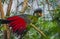 Beautiful Turaco Bird