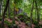 Beautiful turf covered stones with green moss in magic forest