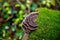 Beautiful turkey tail fungus growing on a mossy tree stump