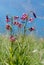 Beautiful turks cap lily at monte baldo mountain