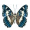 Beautiful turqouise blue butterfly, Common Commander (moduza pro