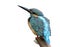 Beautiful turquoise blue bird perching on the pole isolated on w