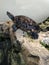 Beautiful turtle in an aquarium sitting on a stone