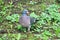 Beautiful turtle dove meets a friend in a forest