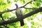 A beautiful turtle-dove sings a morning song