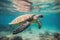 A beautiful turtle swims in clear water