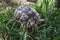 Beautiful turtle with textured shell unnoticeable in bright green grass. Reptile walking or crawling on a park ground. Serious