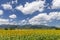 Beautiful Tuscan summer landscape near Pisa, Italy, with sunflowers, countryside and Monte Pisano mountains in the background