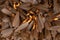 Beautiful tussock moth Leave the nest